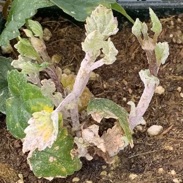 Hop powdery mildew (Podosphaera humuli) flag shoots