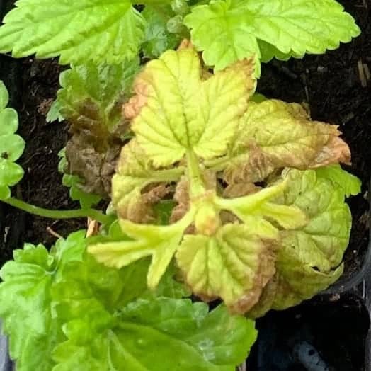 hop downy mildew (Pseudoperonospora humuli) on seedlings.