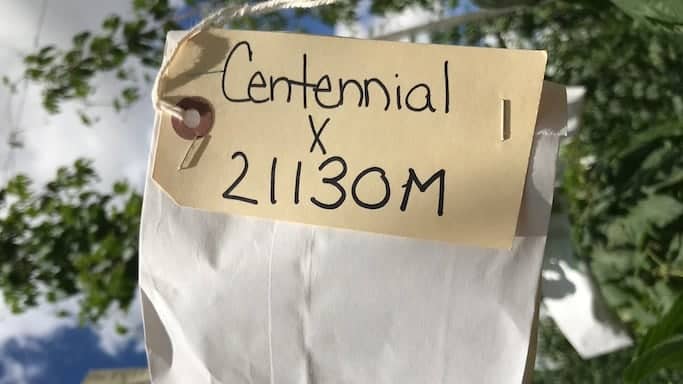 Step 1: Make Crosses (1 year)