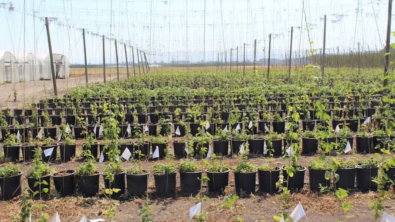 Step 3: Short-Trellis Selection for Sex & Disease Resistance (1 year)