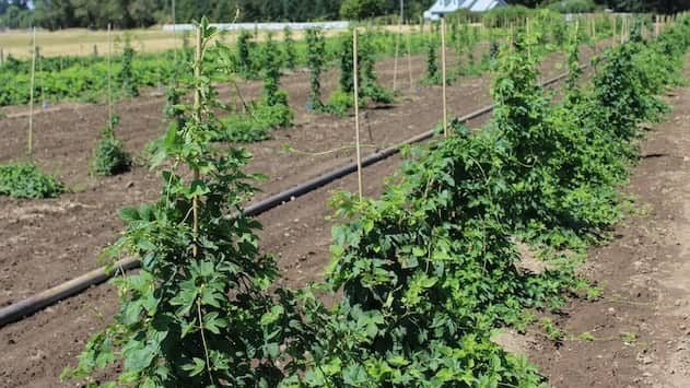 Step 4: Single Plant Nursery (3-4 years)