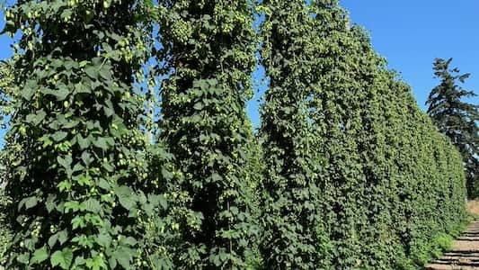 Step 5: Advance-line Nursery (3-4 years)